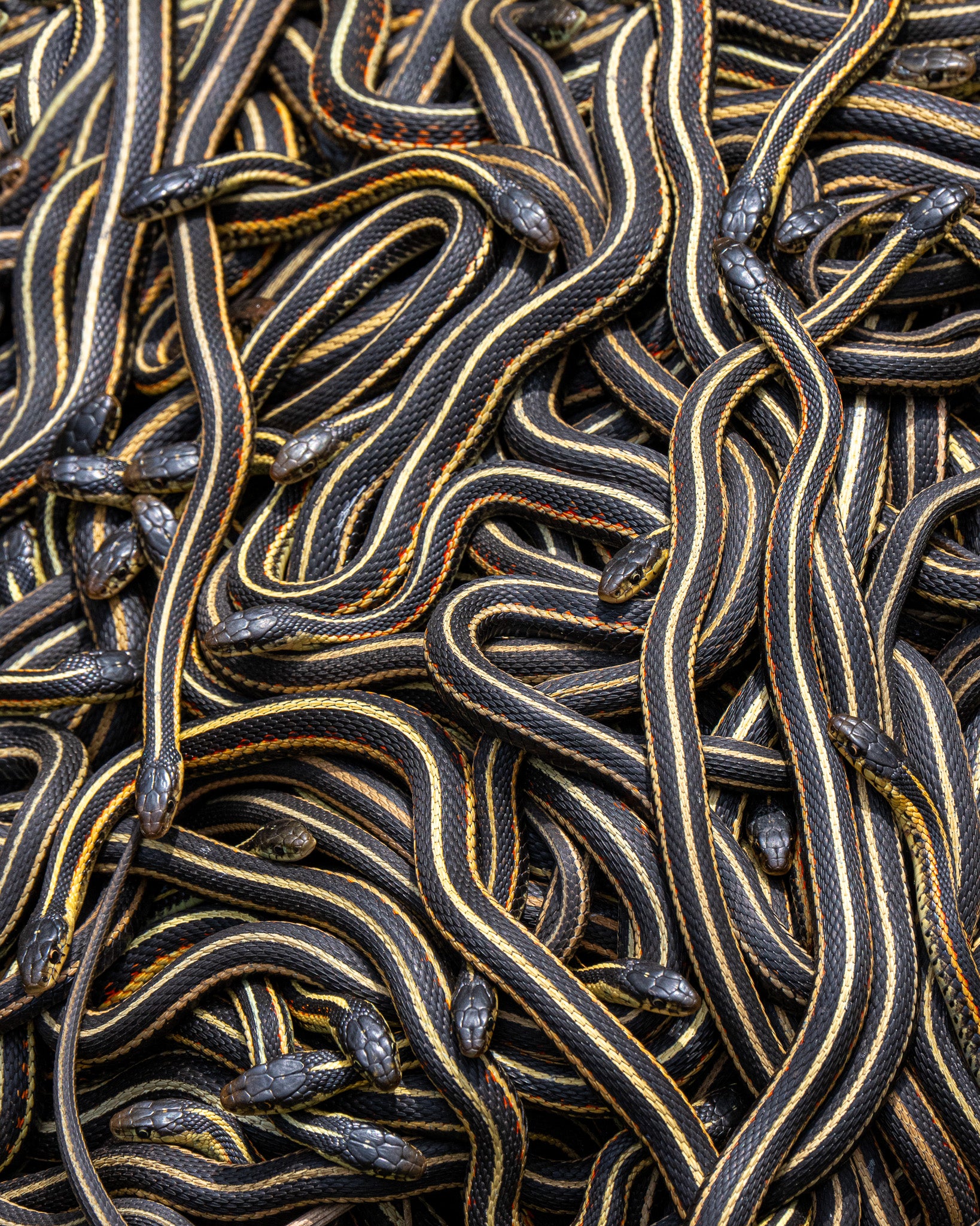Woven Snakes | Red-sided Garter Snakes – Jared VanderMeer Art