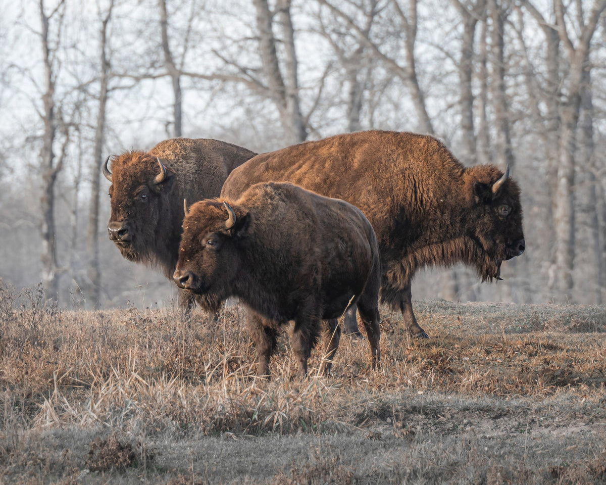 Everything to Know about Photographing Bison at Elk Island National Park