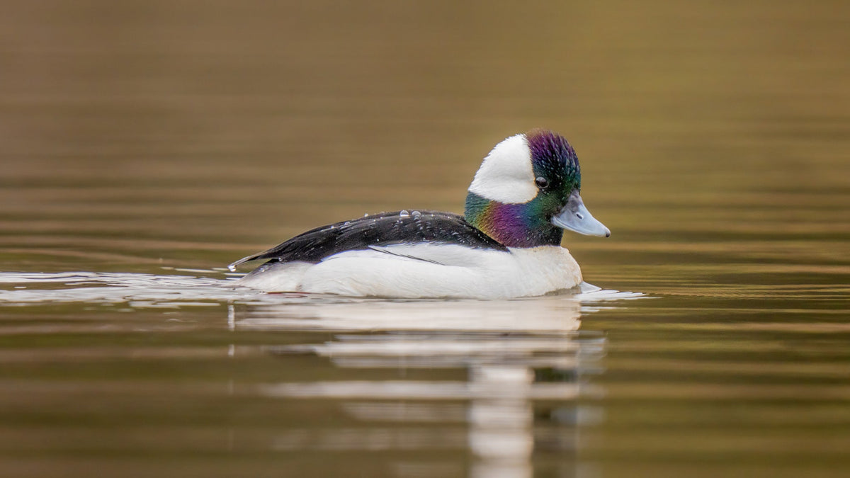 The Magical Bufflehead Migration to Sidney, British Columbia