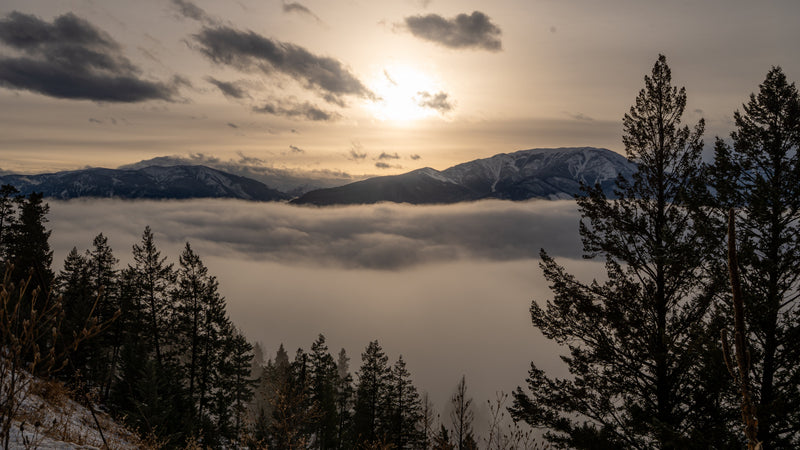 Photographing Bighorn Sheep in the Canadian Kootenays