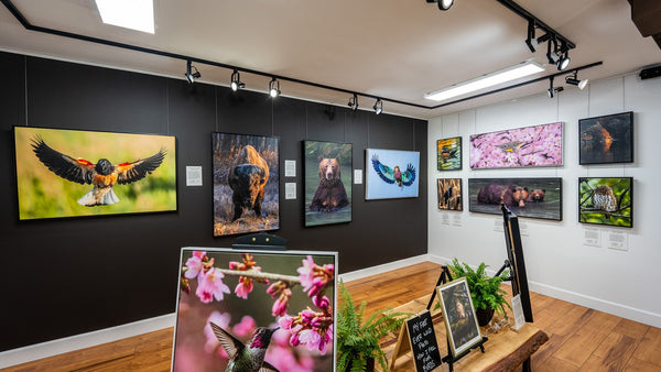 Join Me for Grand Opening Week at the Jared VanderMeer Gallery