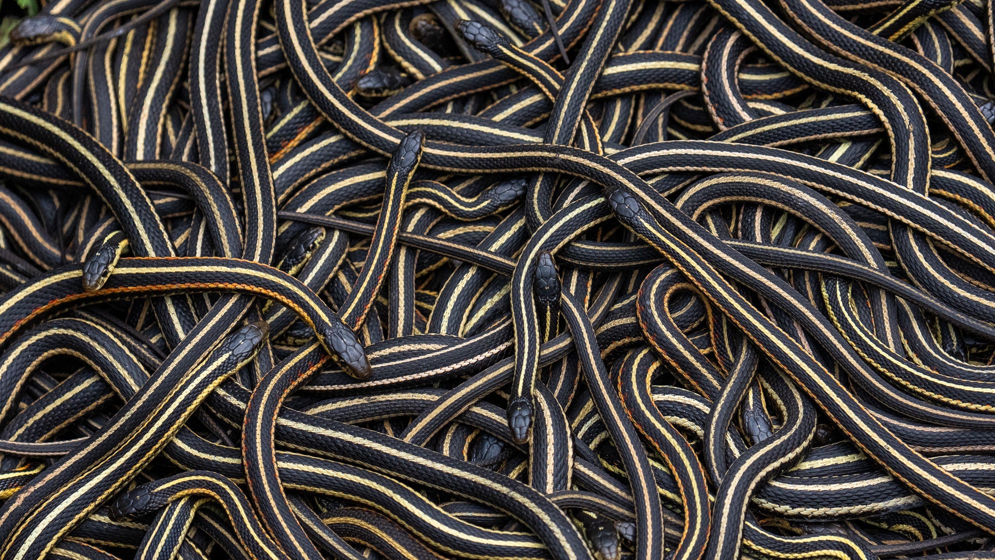 Photographing the Narcisse Snake Dens