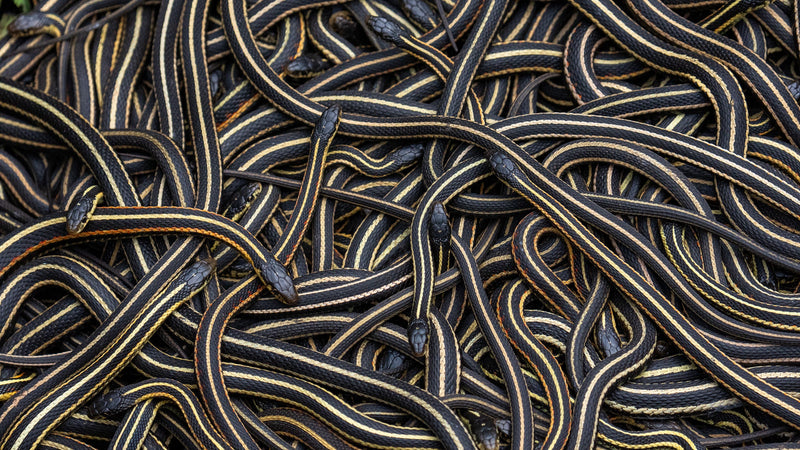 Photographing the Narcisse Snake Dens