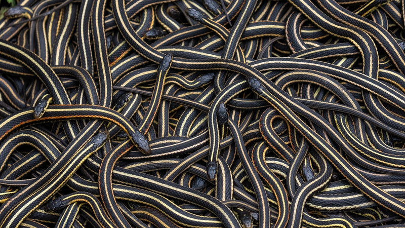 Photographing the Narcisse Snake Dens