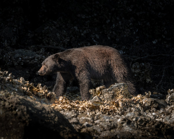 Everything You Need to Know About Photographing Black Bears in Tofino, British Columbia