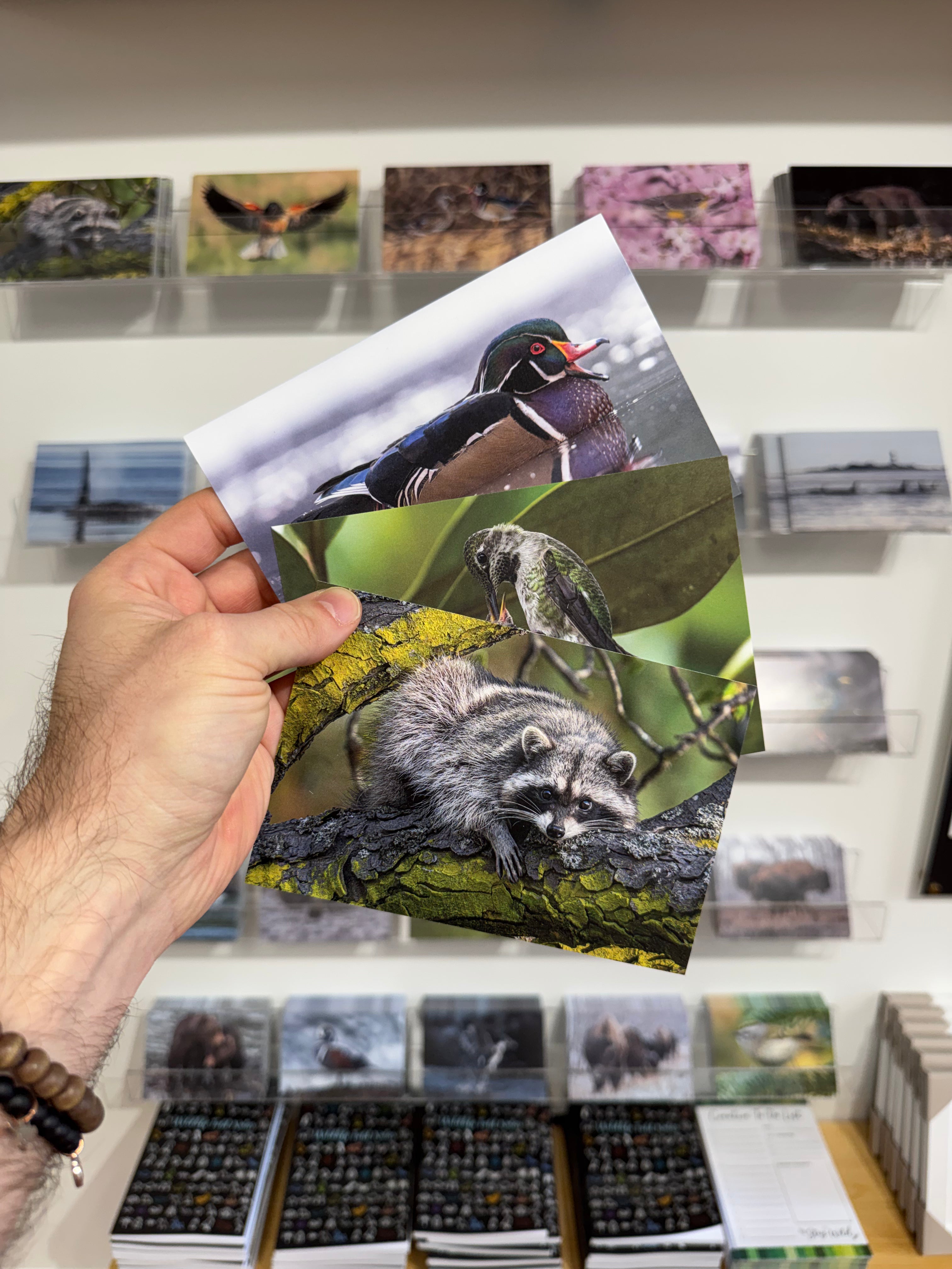Wildlife Photography Postcards - 10 Pack
