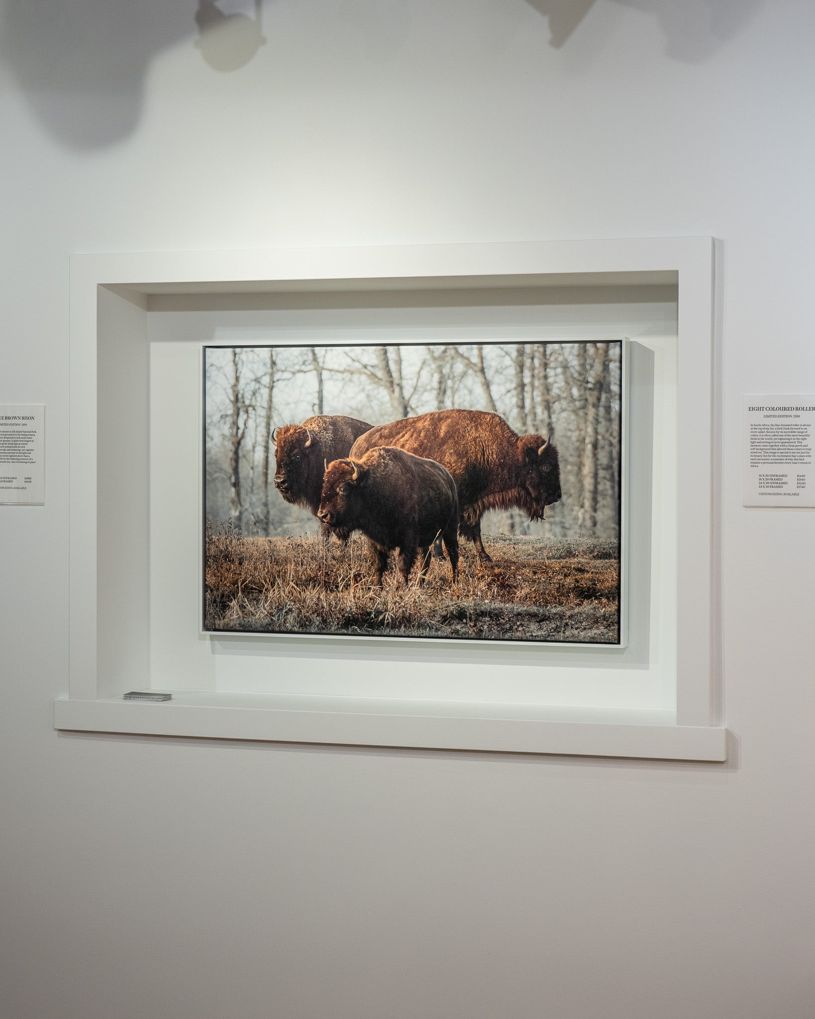 Framed photograph of three bison in a natural setting on a wall.