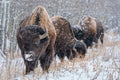 Bison Blizzard