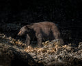 Sunkissed Black Bear