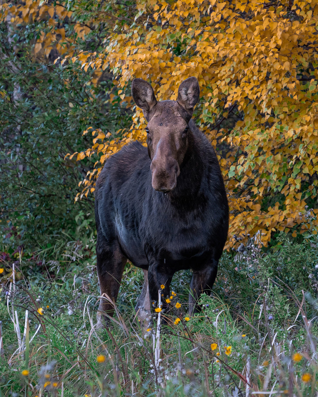 Autumn Giant