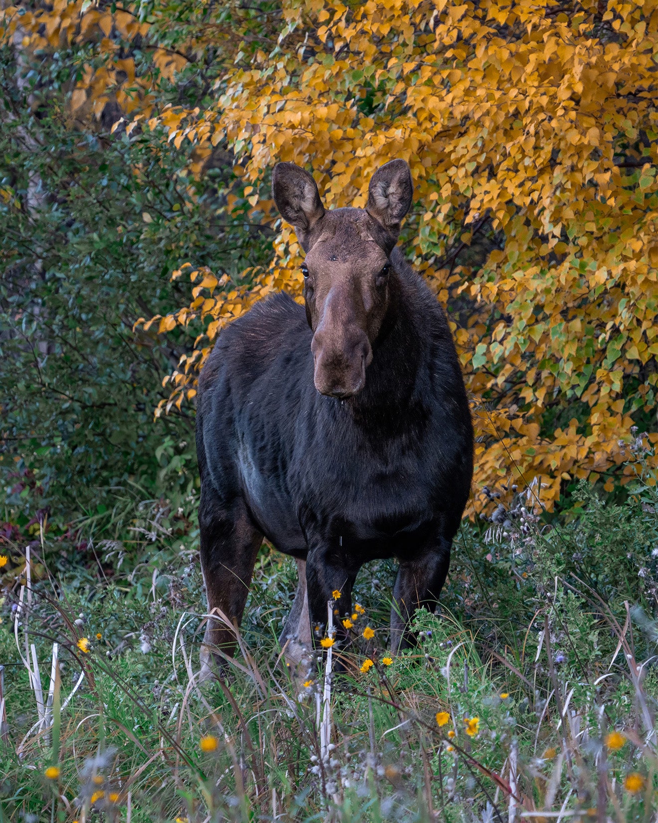 Autumn Giant
