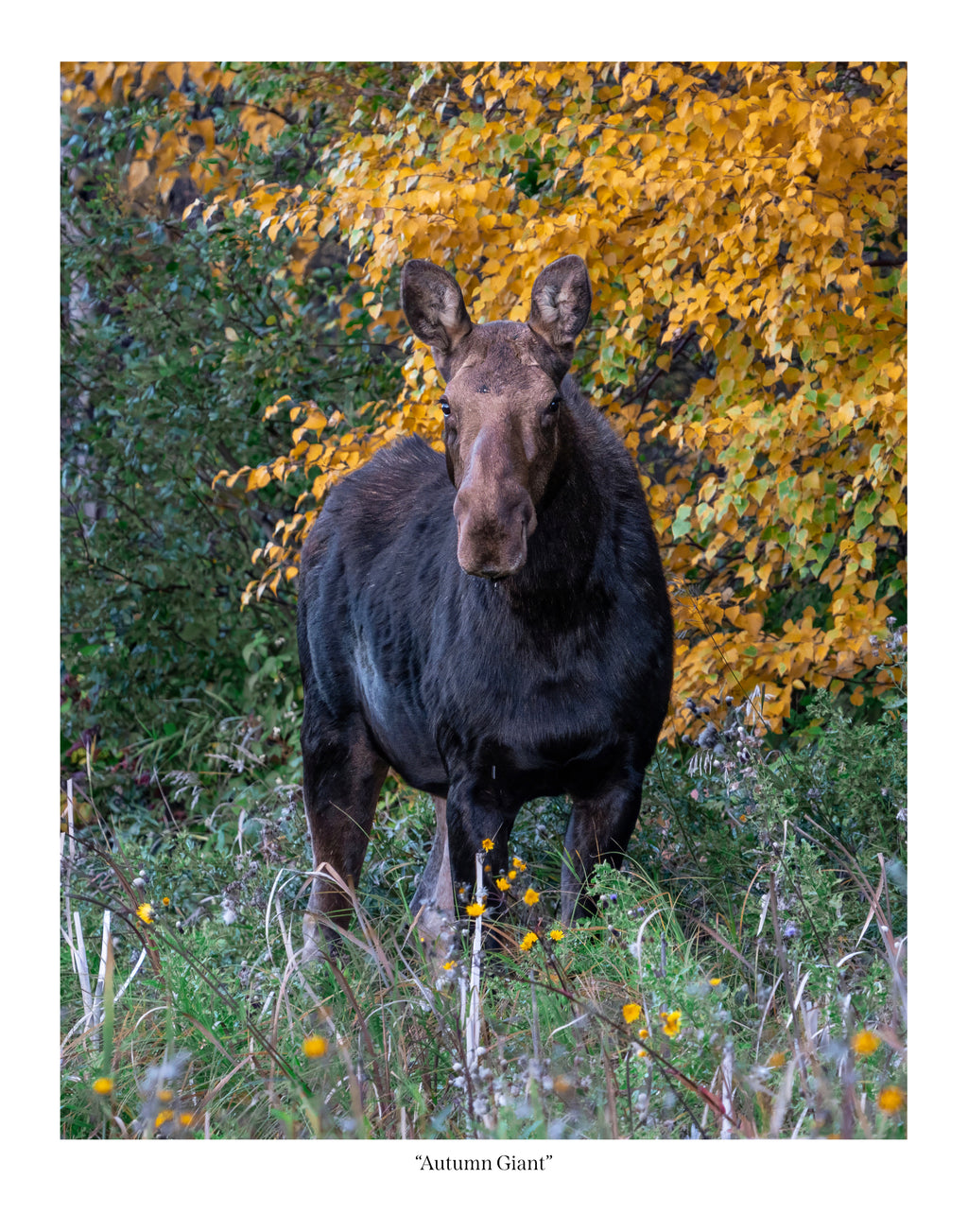 Autumn Giant