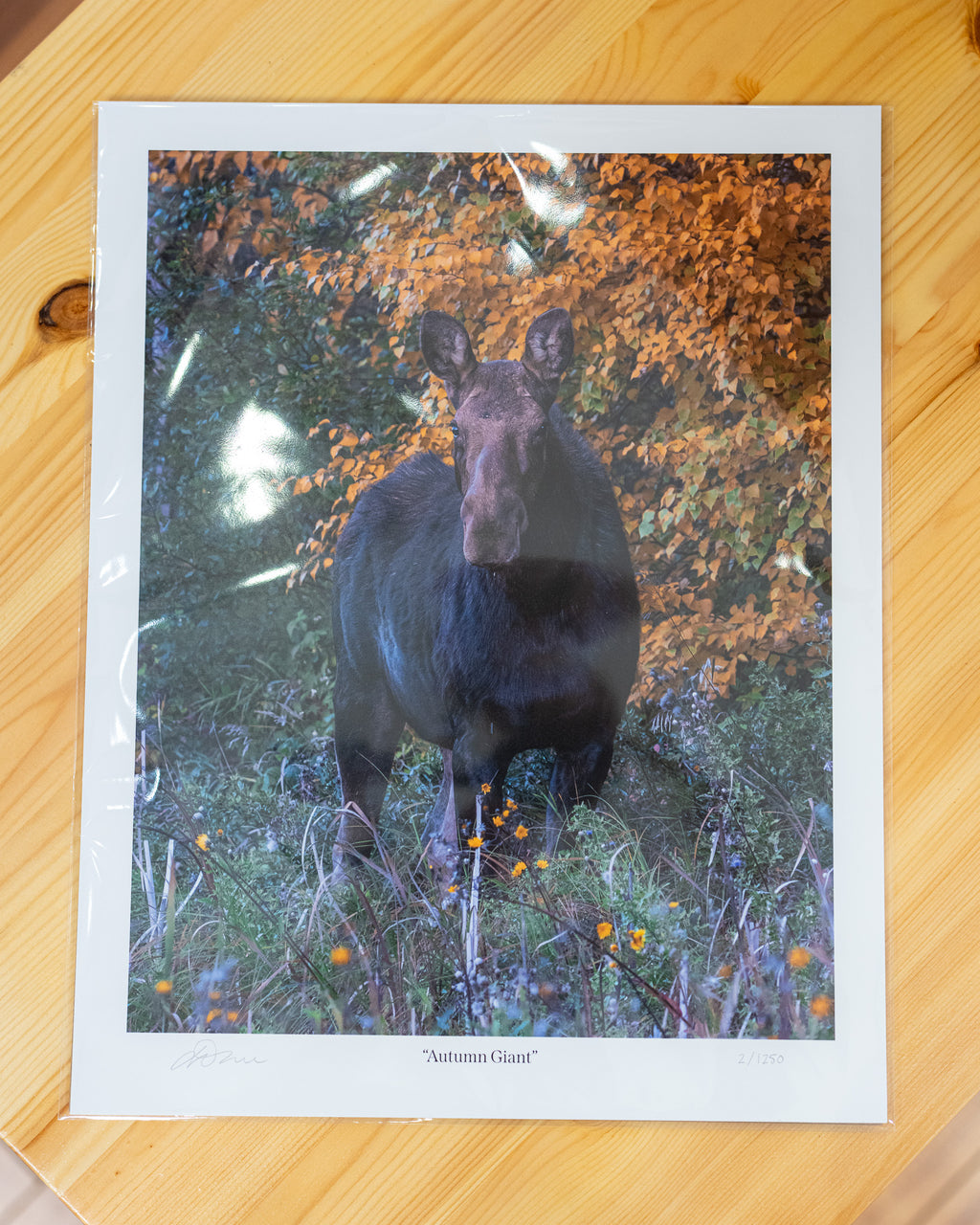 Autumn Giant