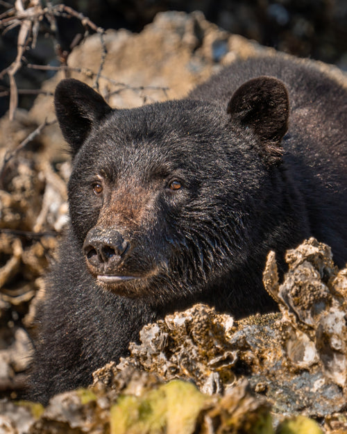 Black bear peeking out from behind rocks and foliage