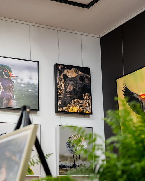 Framed nature photos on a wall with plants in the foreground