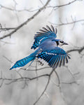 Blue jay in flight with a blurred tree background
