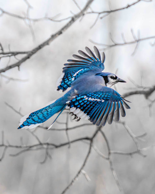 Blue jay in flight with a blurred tree background