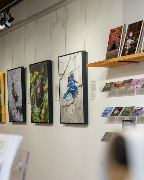 Art gallery with framed photographs on a wall and a wooden shelf displaying more artworks.
