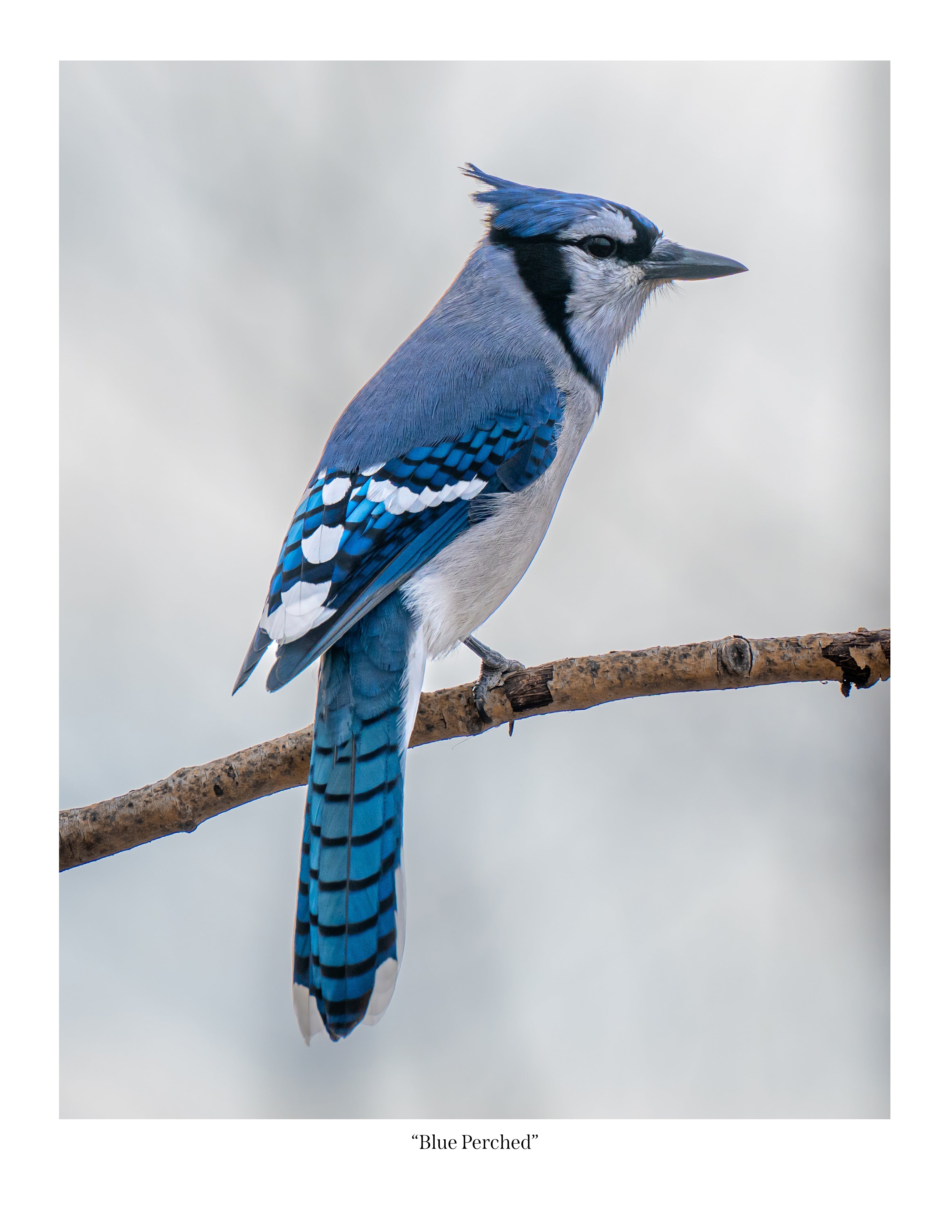 Blue Jay Perched