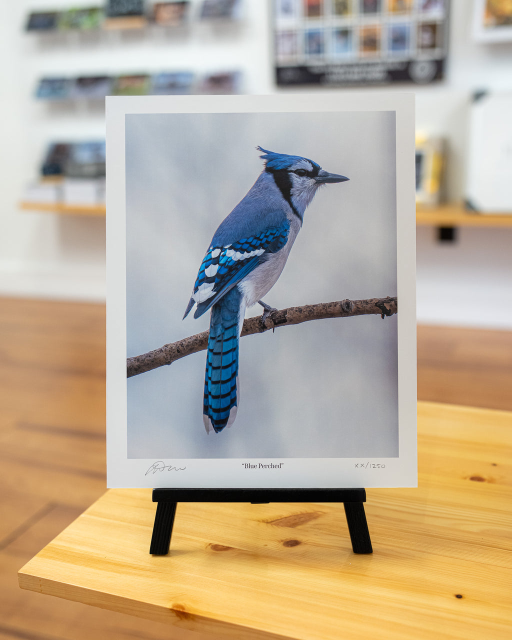 Blue Jay Perched