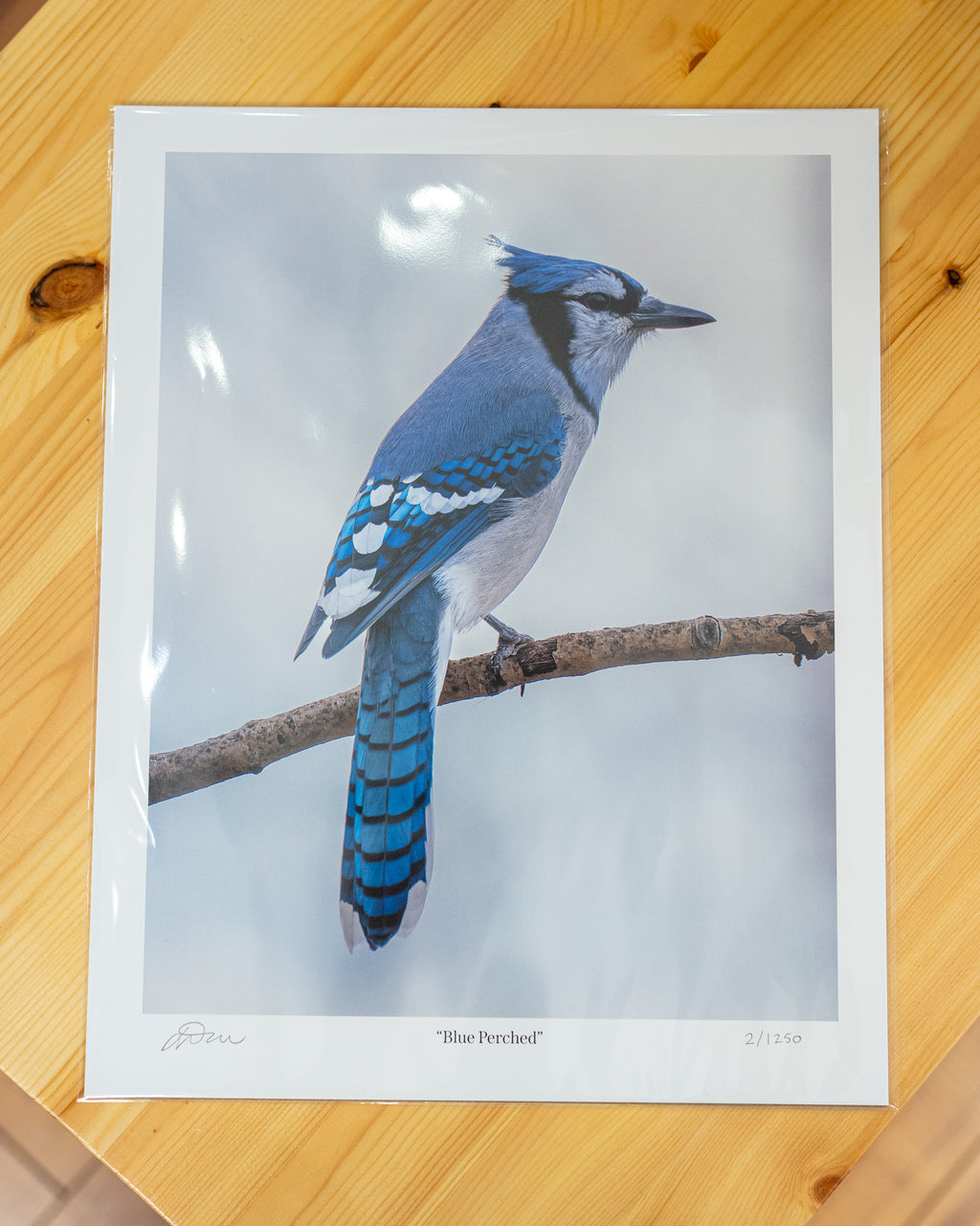 Blue Jay Perched