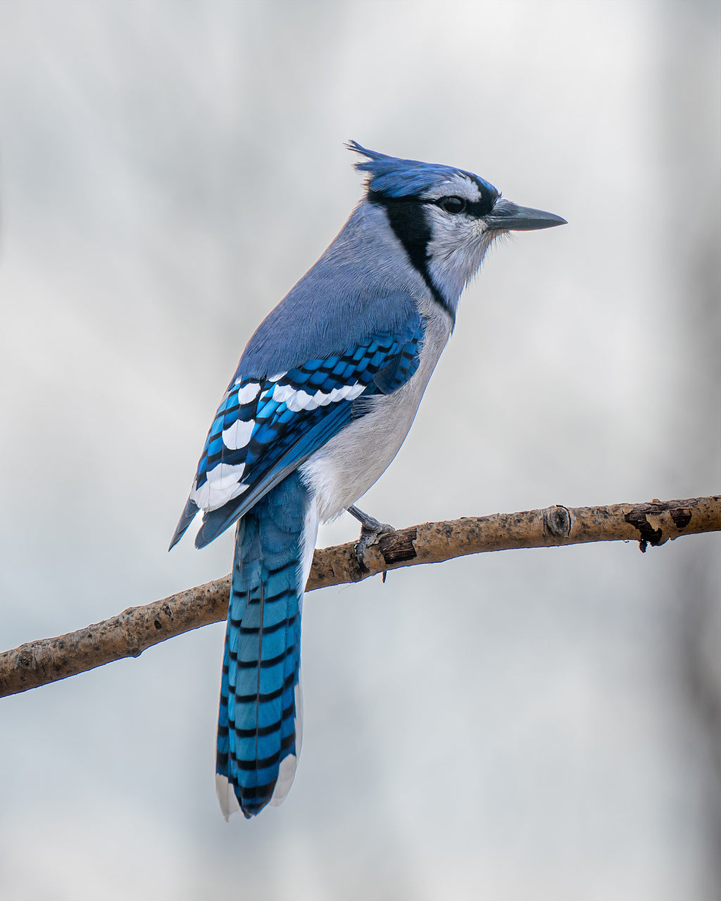 Blue Jay Perched