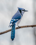 Blue Jay Perched