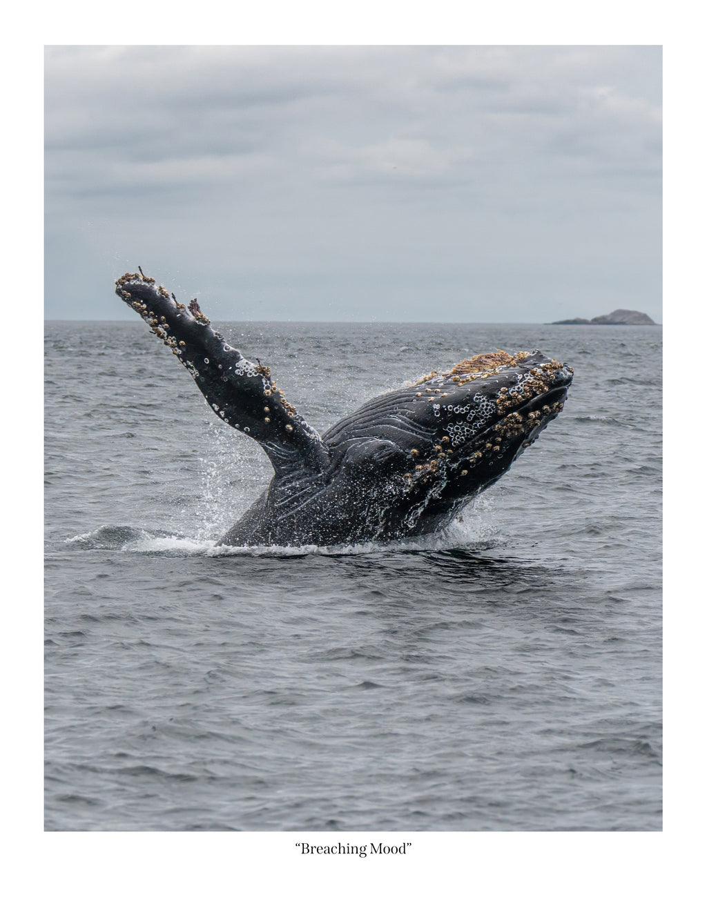 Breaching Mood