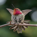 Annas Hummingbird perched on a branch with a blurred green background