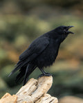 Yelling Raven