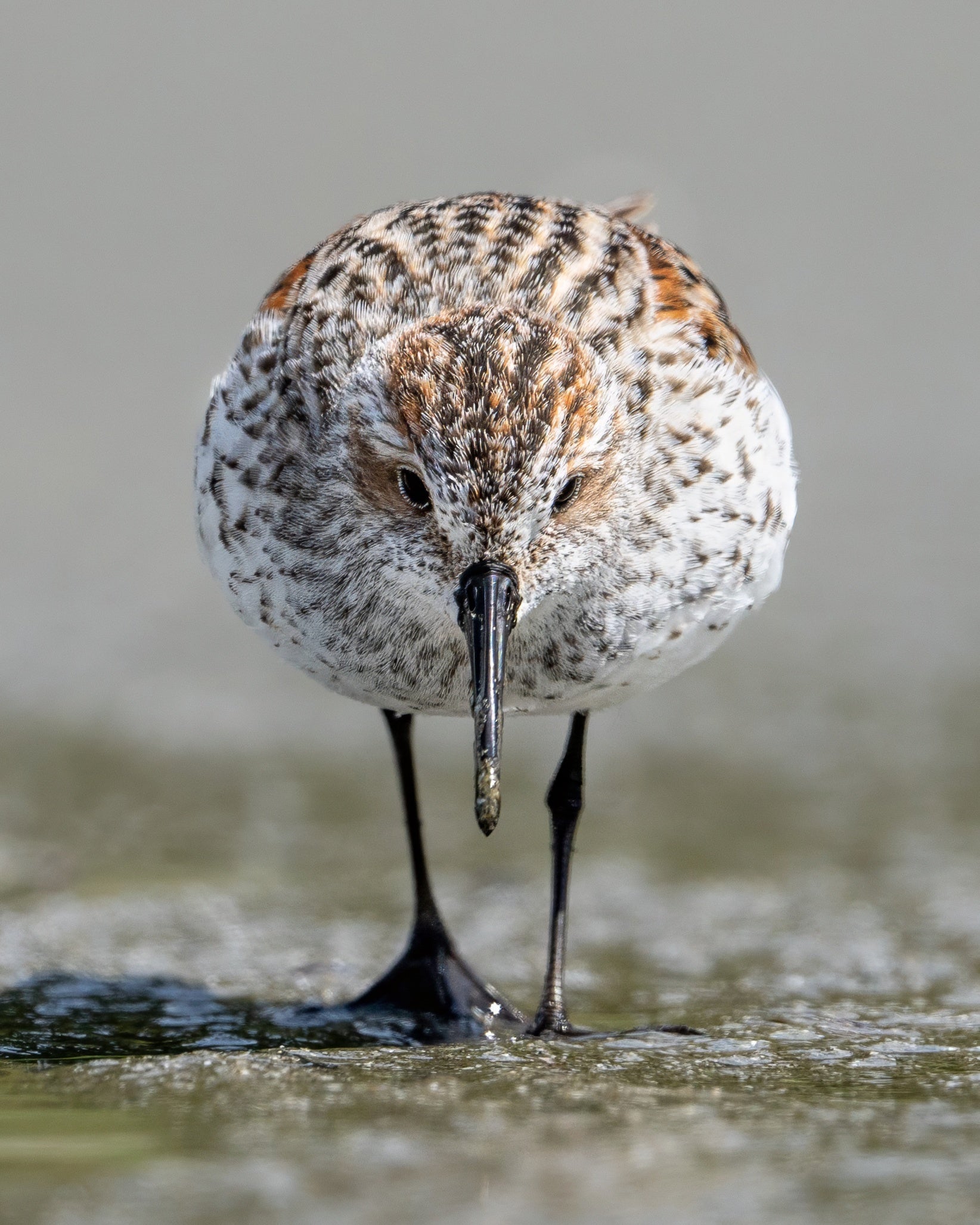 Shorebird Symmetry
