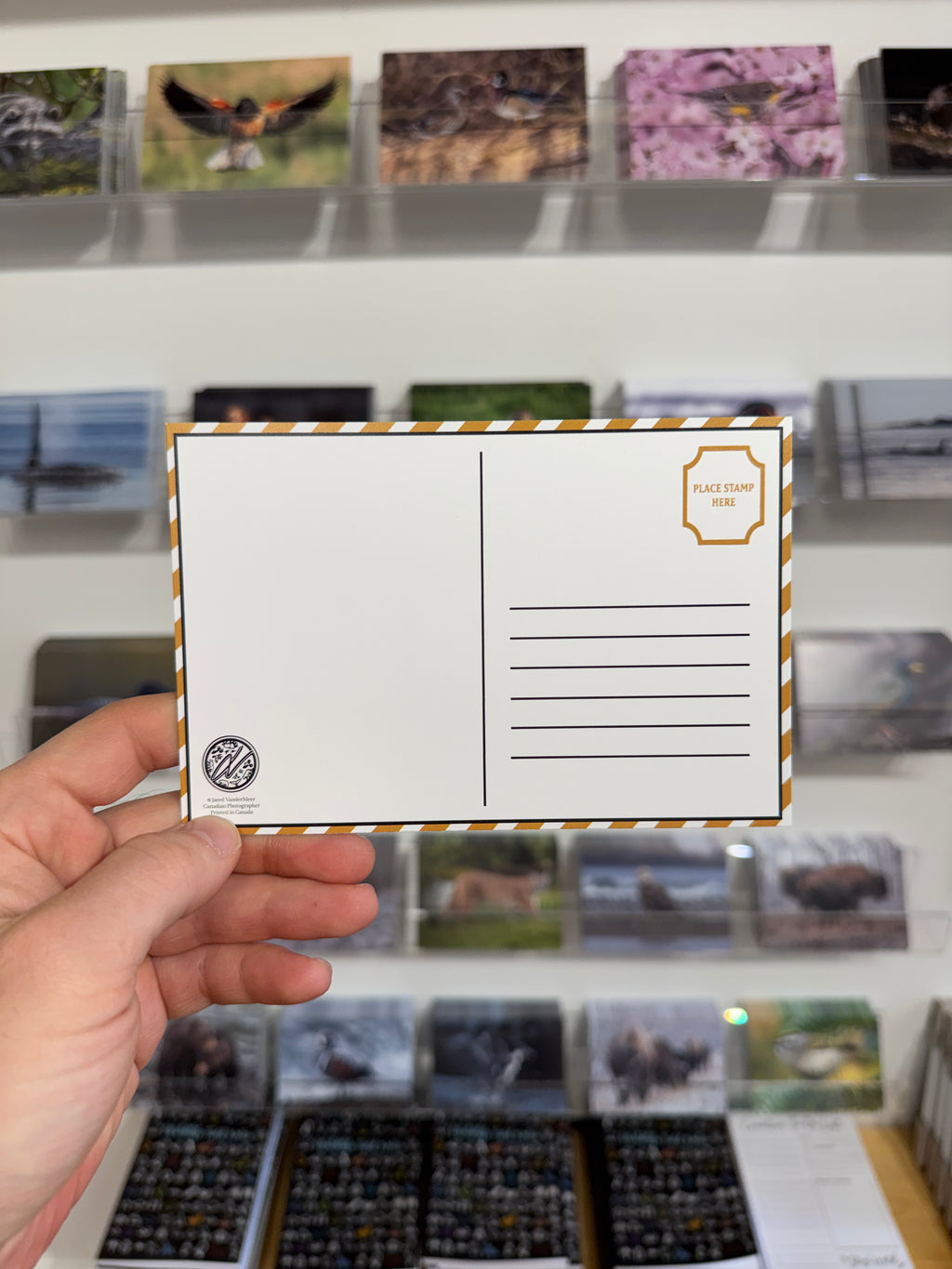 Wildlife Photography Postcards - 10 Pack