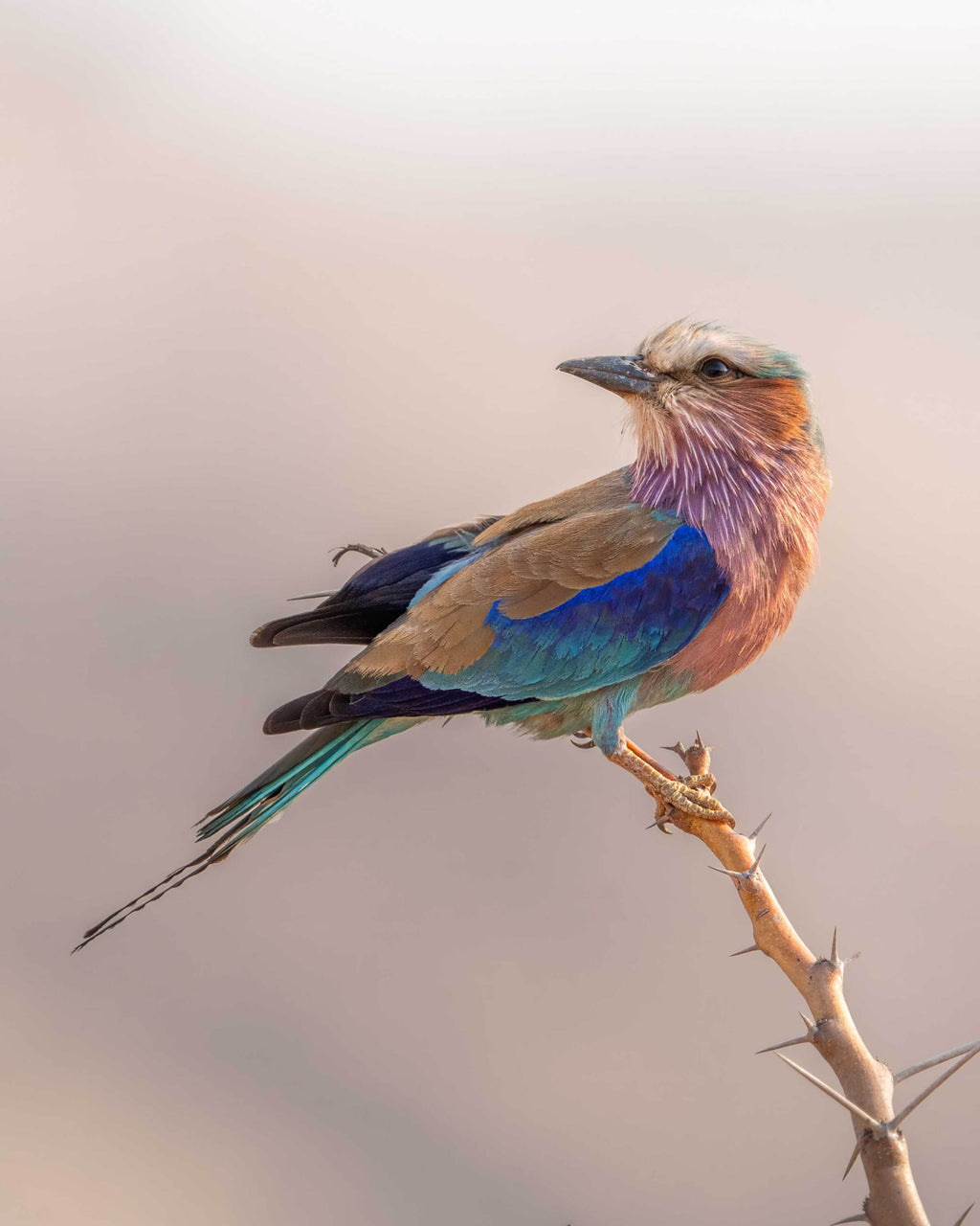 lilac-breasted-roller bird perched on a branch with a soft, blurred background