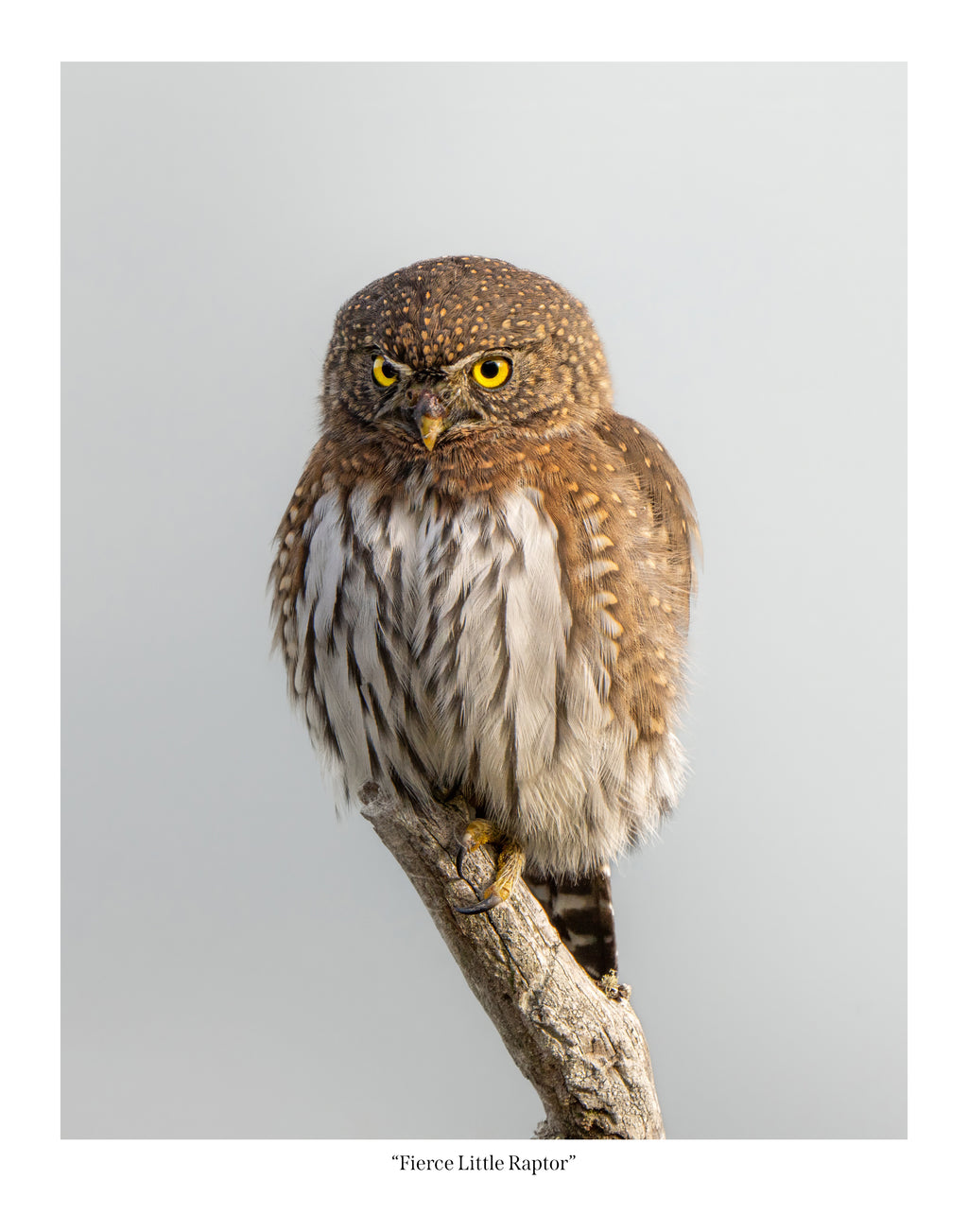 Fierce Little Raptor