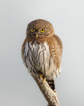 Fierce Little Raptor