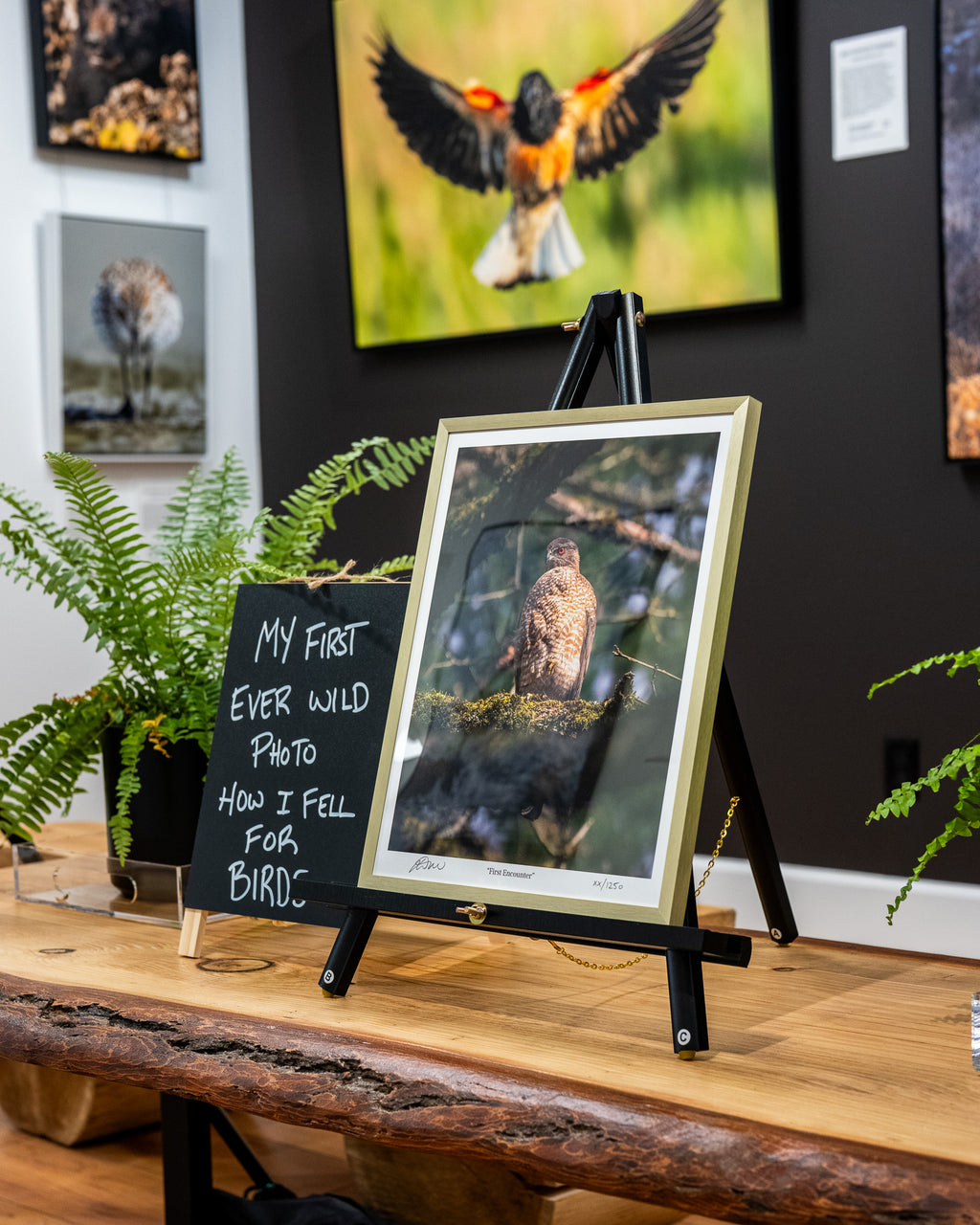 Framed photograph of a bird on a stand with a chalkboard sign in a room with framed pictures on the wall.