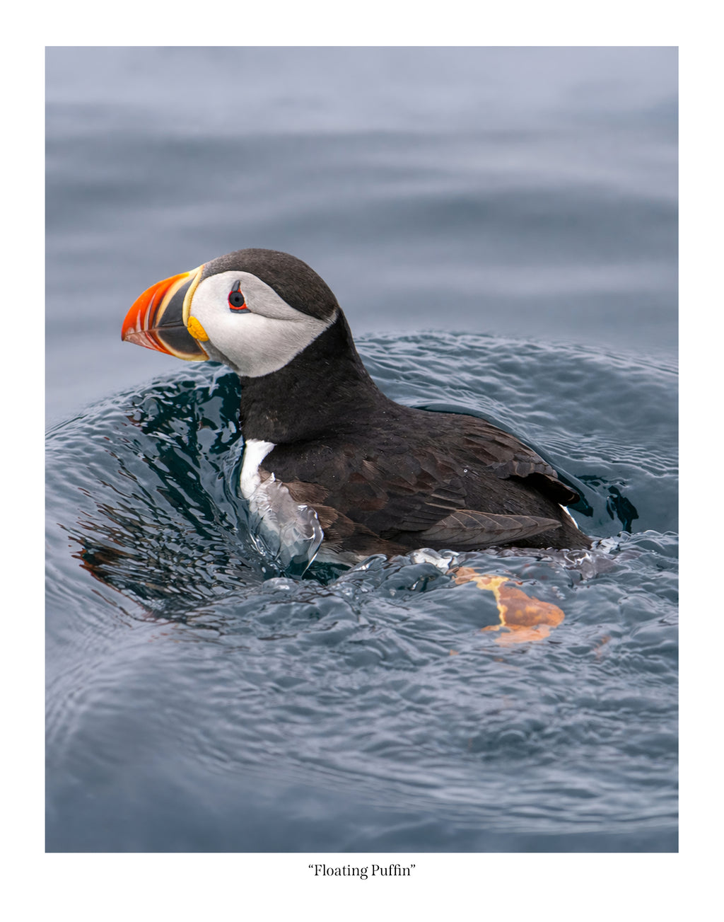 Floating Puffin