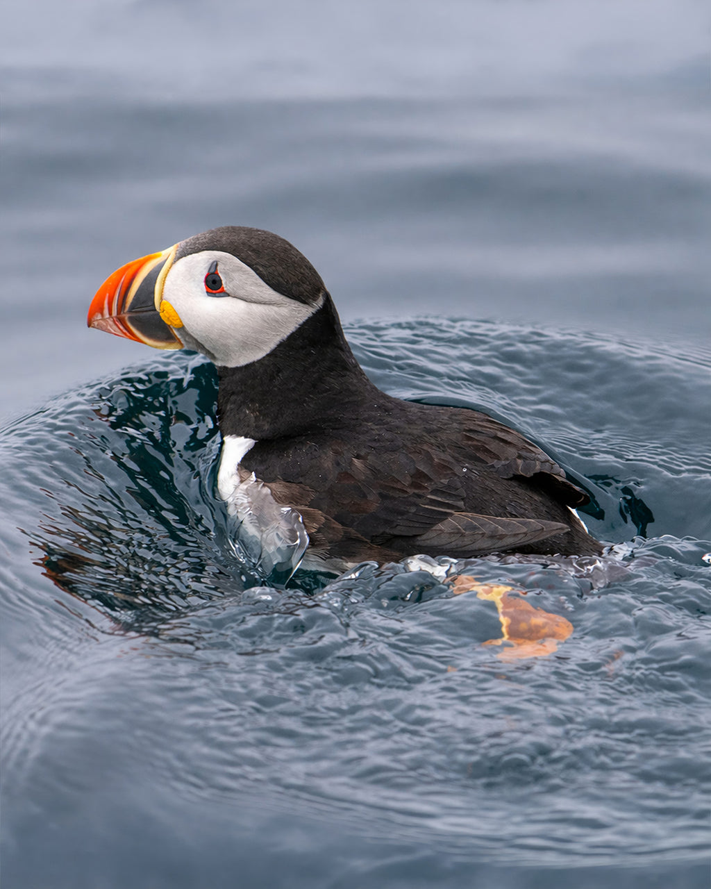 Floating Puffin