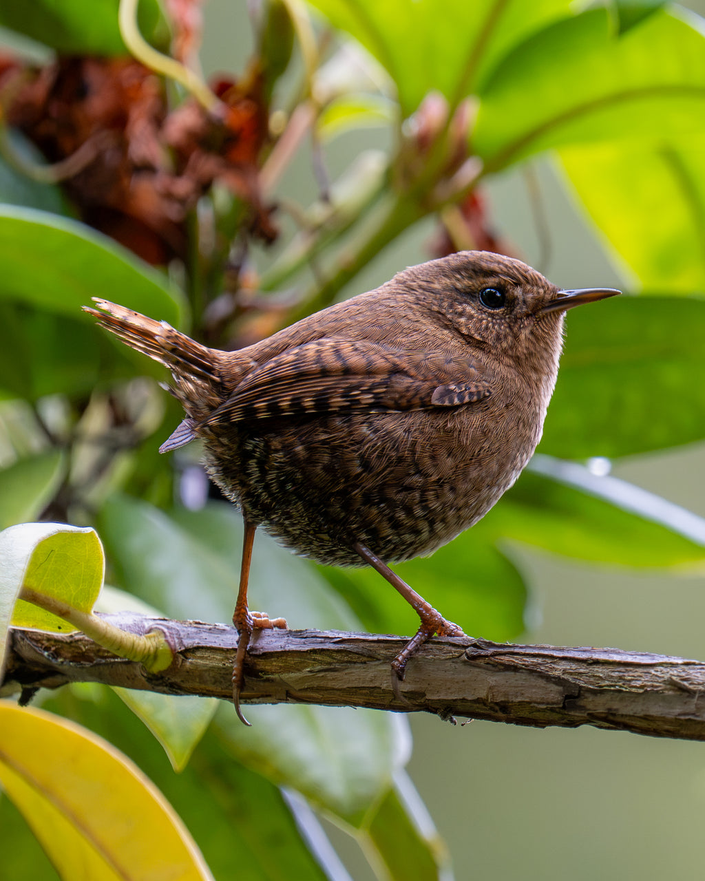 Forest Wren
