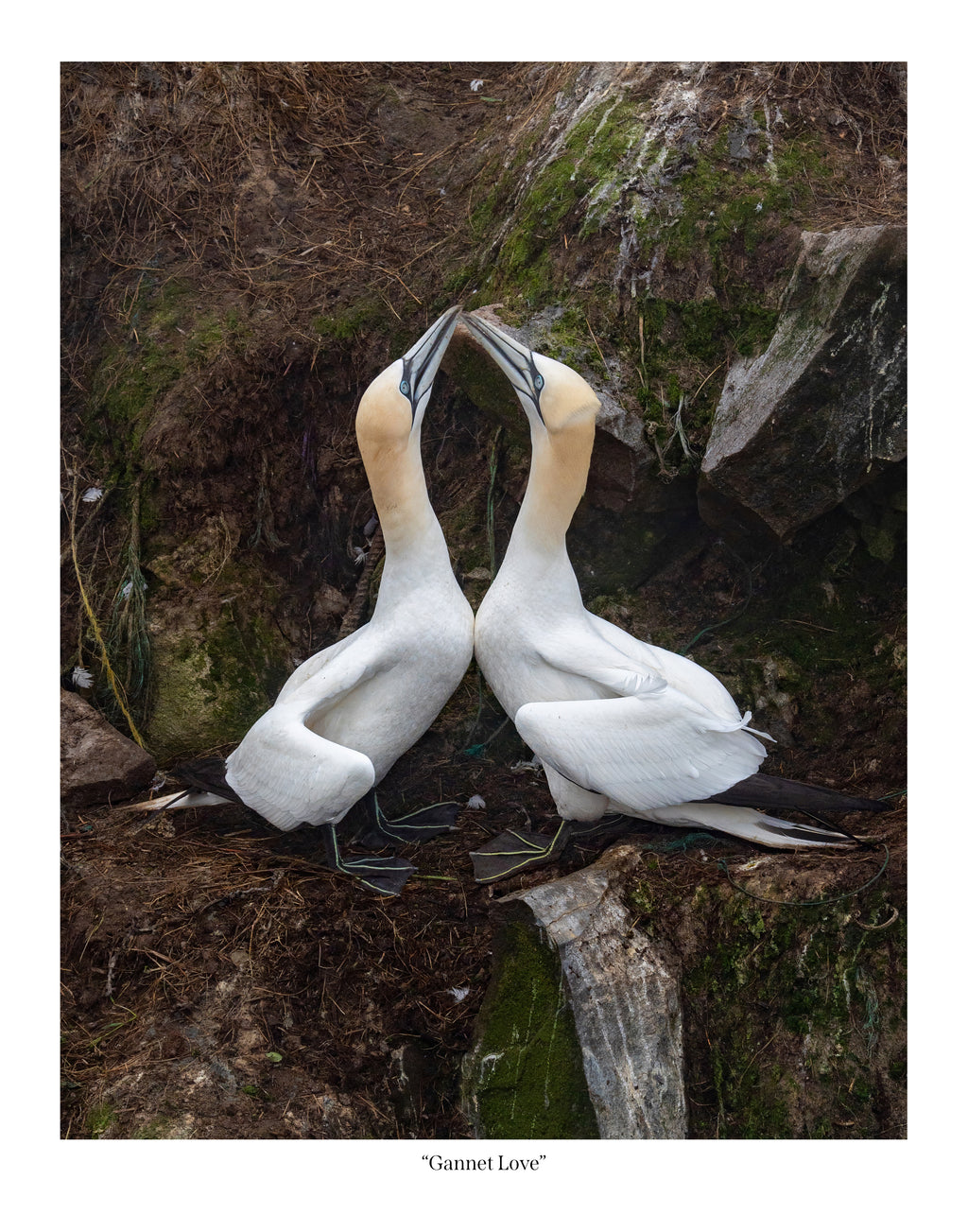 Gannet Love