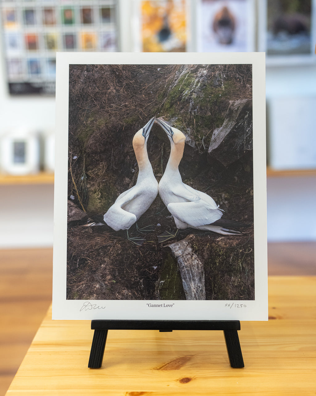 Gannet Love
