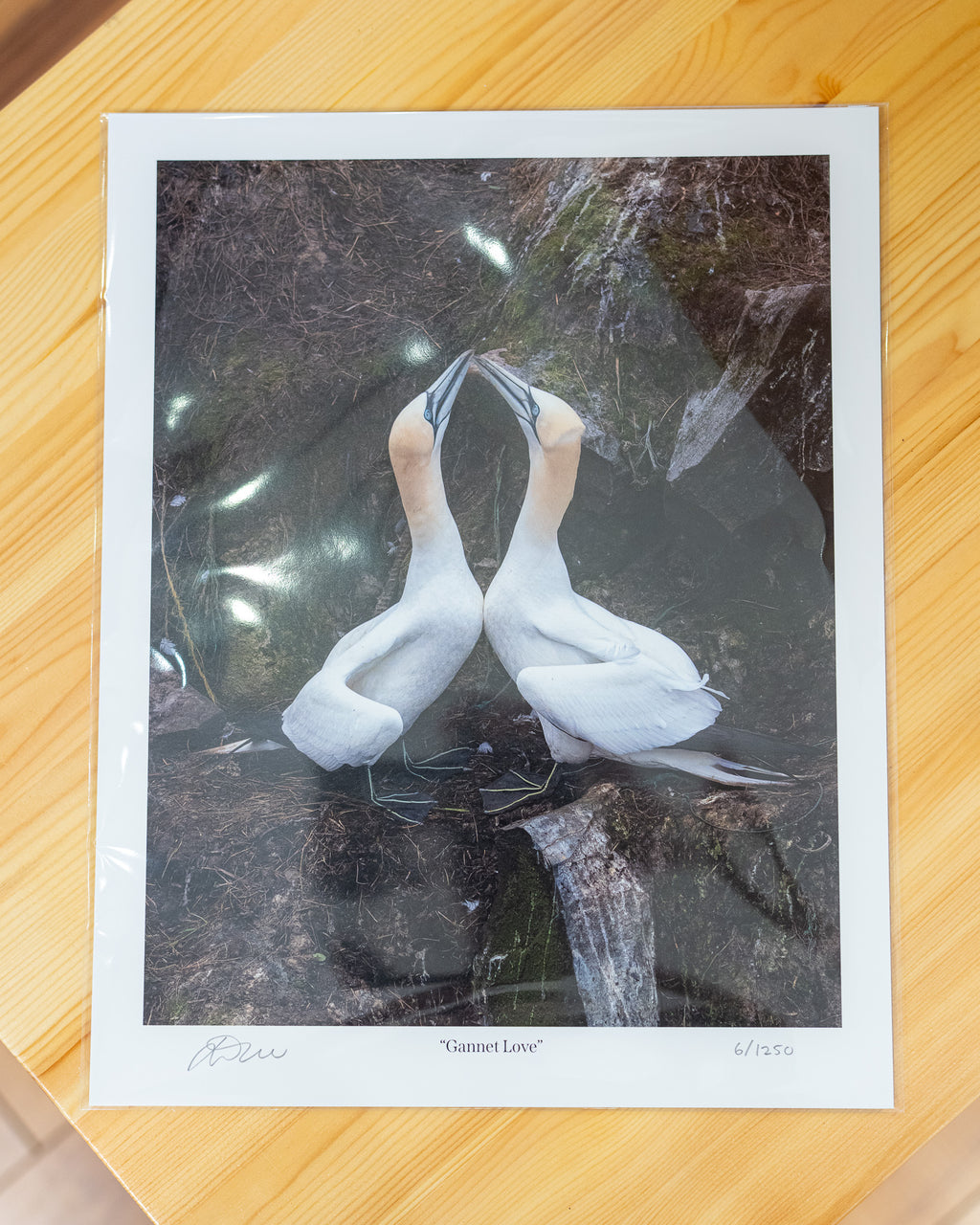 Gannet Love