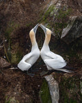 Gannet Love