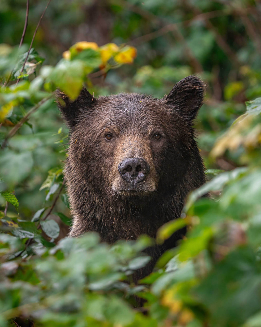 Brown bear peeking through green foliage