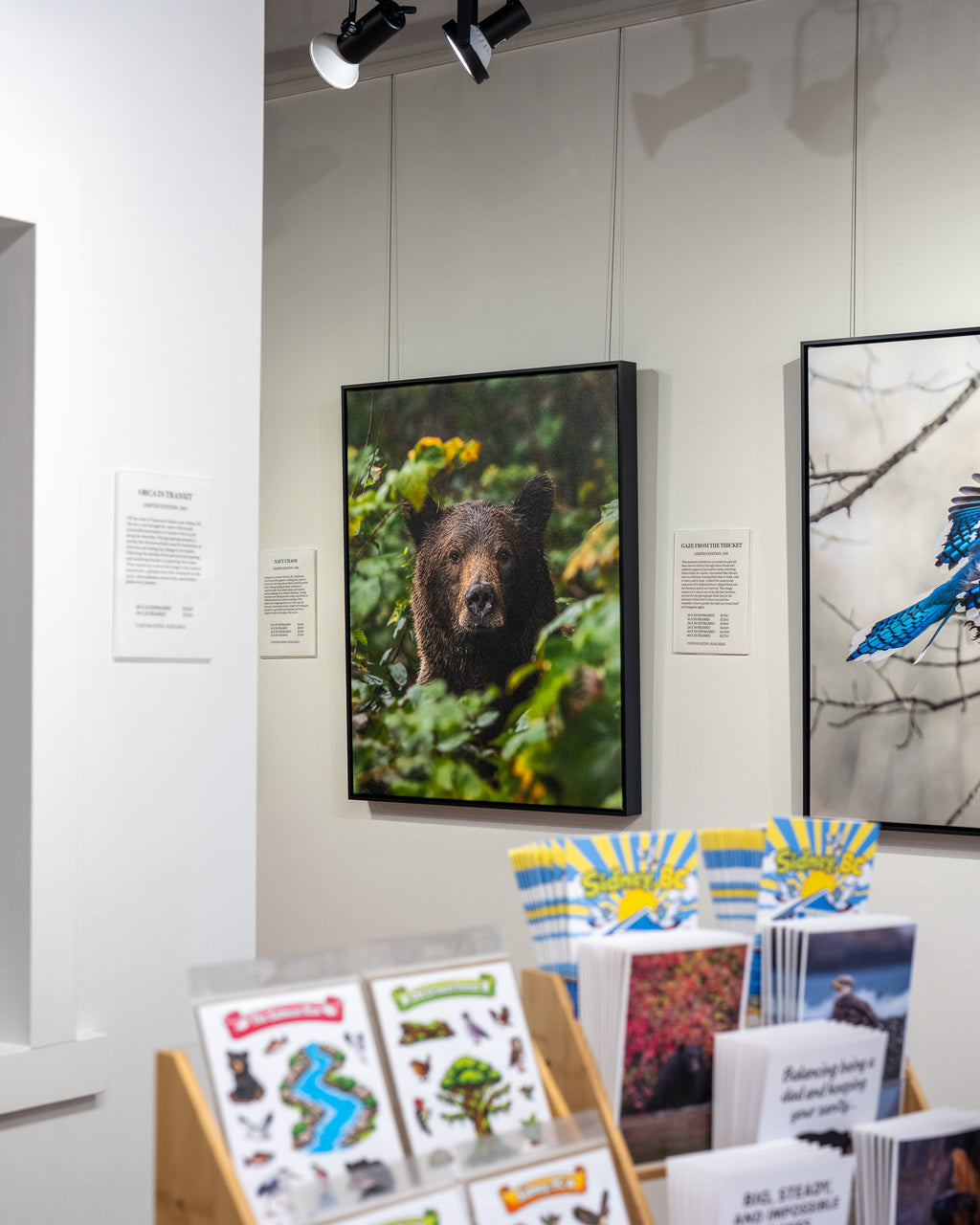 Framed picture of a bear in a gallery setting with other artwork and merchandise.