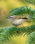 Small bird perched on a branch with a blurred green background