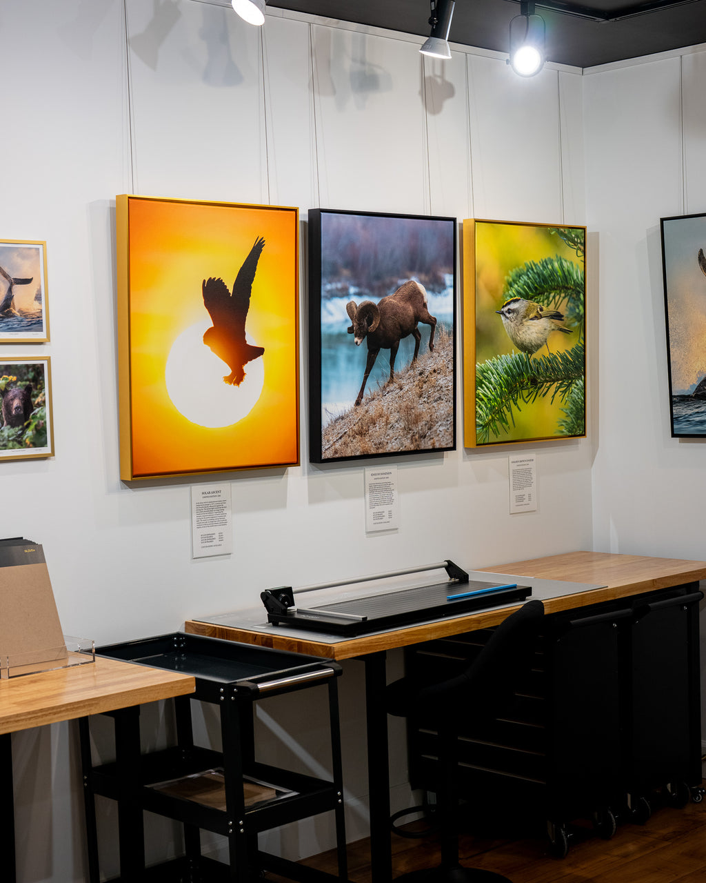 Art gallery with framed nature-themed paintings on a wall.