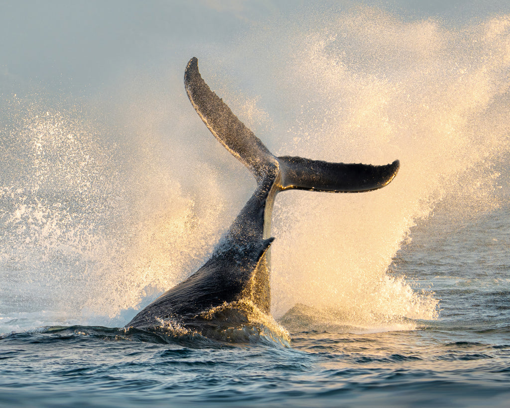 Golden Splash