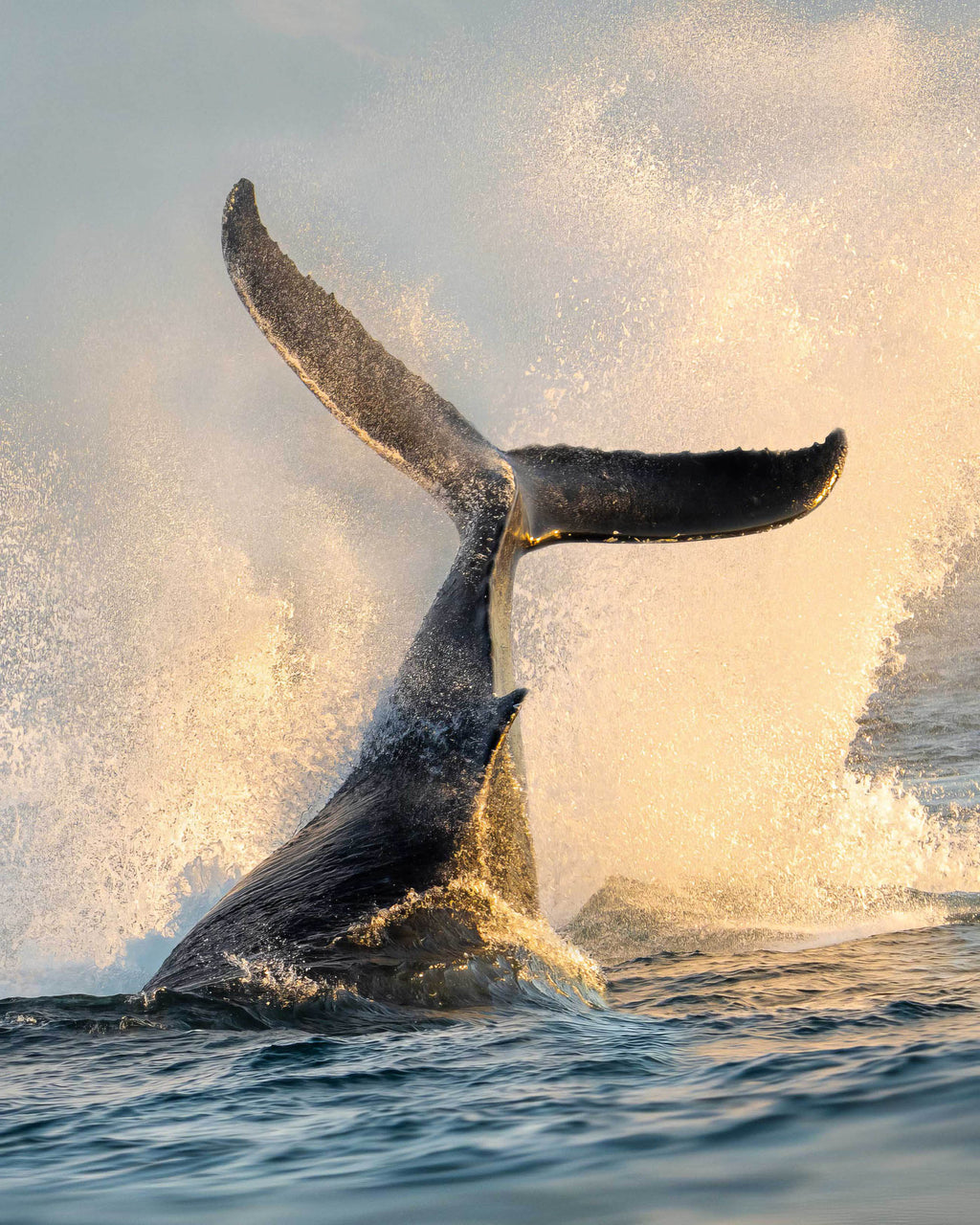 Golden Splash