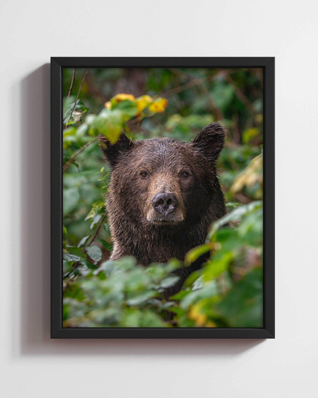 Gaze from the Thicket